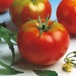 tomate optima